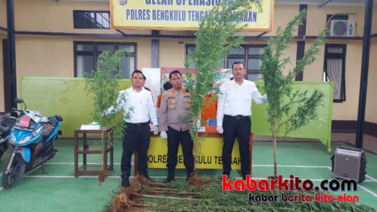 Berawal Dari Penangkapan Pelaku Curanmor, Polres Benteng Ungkap Ladang Ganja di Desa Tebat Karai Kepahiang. 32 Batang Ganja Siap Panen Ditemukan.