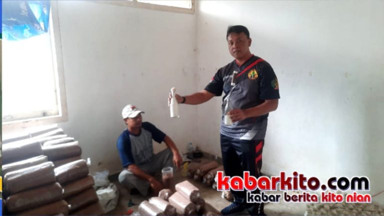 Produksi Baglog Jamur Tiram Lapas Curup Menjanjikan, Tempo 3 Bulan Hasilkan Omset 25 Juta