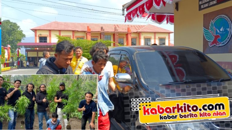 Tanam Ganja, Petani Rejang Lebong Digelandang Macan Suban
